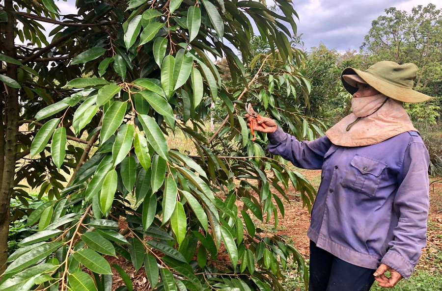 Bà Mai Thị Xuân (tổ 9, thị trấn Chư Ty) chăm sóc, tỉa cành cho vườn sầu riêng. Ảnh: Lê Nam Bà Mai Thị Xuân (tổ 9, thị trấn Chư Ty) chăm sóc, tỉa cành cho vườn sầu riêng. Ảnh: Lê Nam