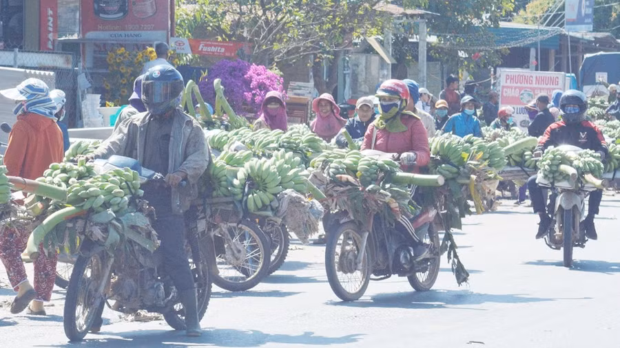Ngã ba Tân Long (H.Hướng Hóa, Quảng Trị), “thủ phủ” chuối cúng của miền Trung. Ảnh: Thanh Lộc