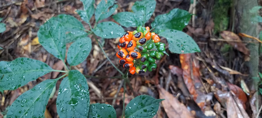 Sâm Ngọc Linh có giá trị kinh tế rất cao