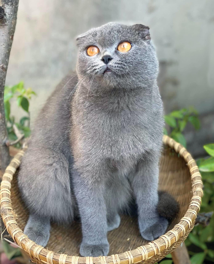 Chú mèo Anh lông ngắn xám xanh tai cụp của chị Nguyễn Thị Phượng. Ảnh: Văn Ngọc