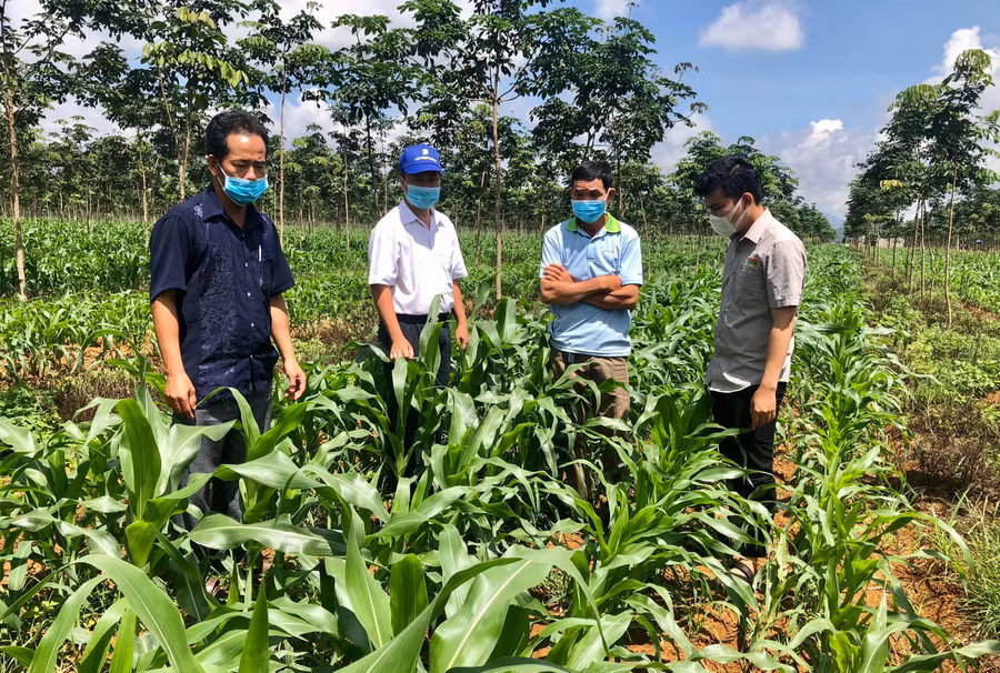 Mô hình trồng bắp sinh khối của HTX Dịch vụ Nông nghiệp Nghĩa Hòa phát triển tốt. Ảnh: Lê Nam