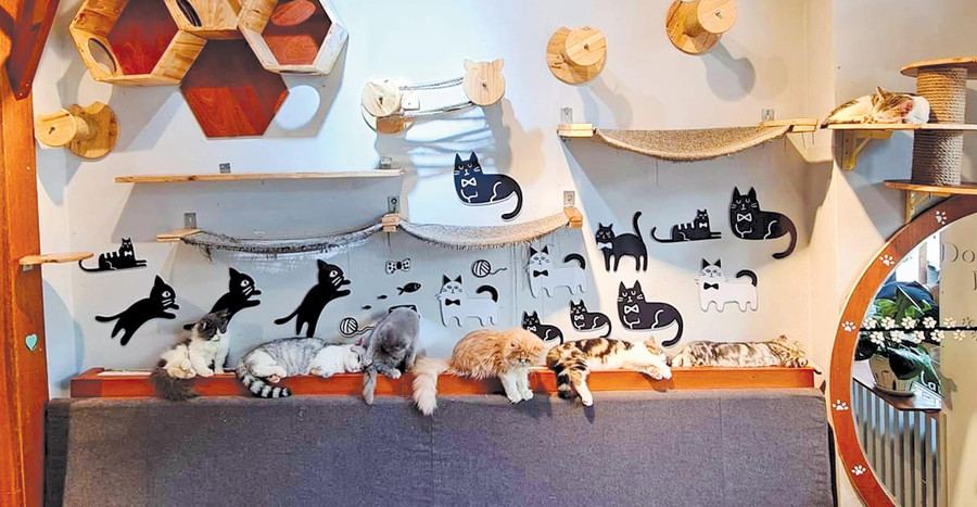 Không gian cho mèo tại quán cà phê mèo của anh Nguyễn Tường Vinh. Ảnh: Văn Ngọc
