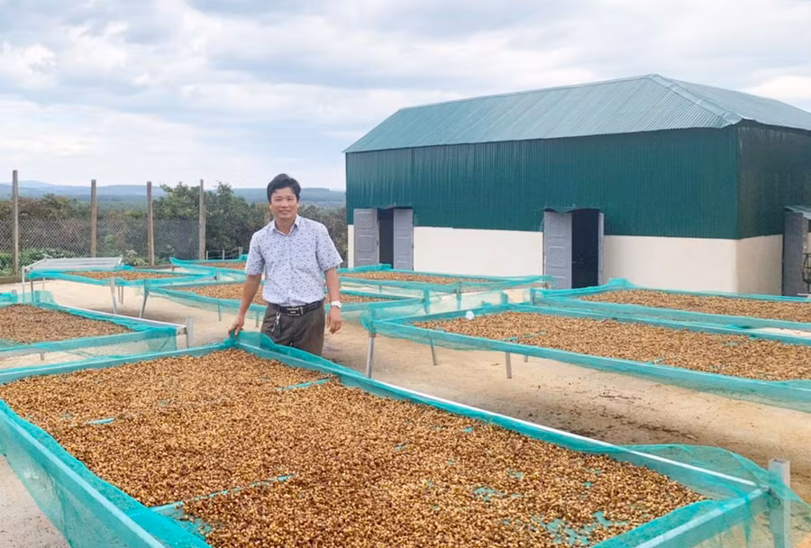 Ông Nguyễn Tuấn Duy-Giám đốc HTX Xây dựng-thương mại và dịch vụ Phượng Hoàng-giới thiệu cà phê chế biến ướt. Ảnh: Lê Nam