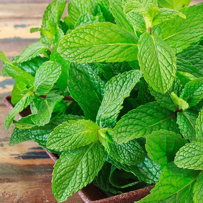 Rau bạc hà là một trong những loại rau thơm có nhiều công dụng cho sức khỏe. Ảnh: Minh Hoa Rau bạc hà là một trong những loại rau thơm có nhiều công dụng cho sức khỏe. Ảnh: Minh Hoa