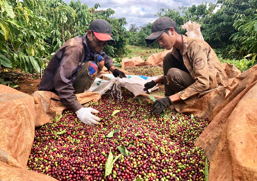 Người dân huyện Đức Cơ thu hoạch cà phê. Ảnh: Lê Nam Người dân huyện Đức Cơ thu hoạch cà phê. Ảnh: Lê Nam