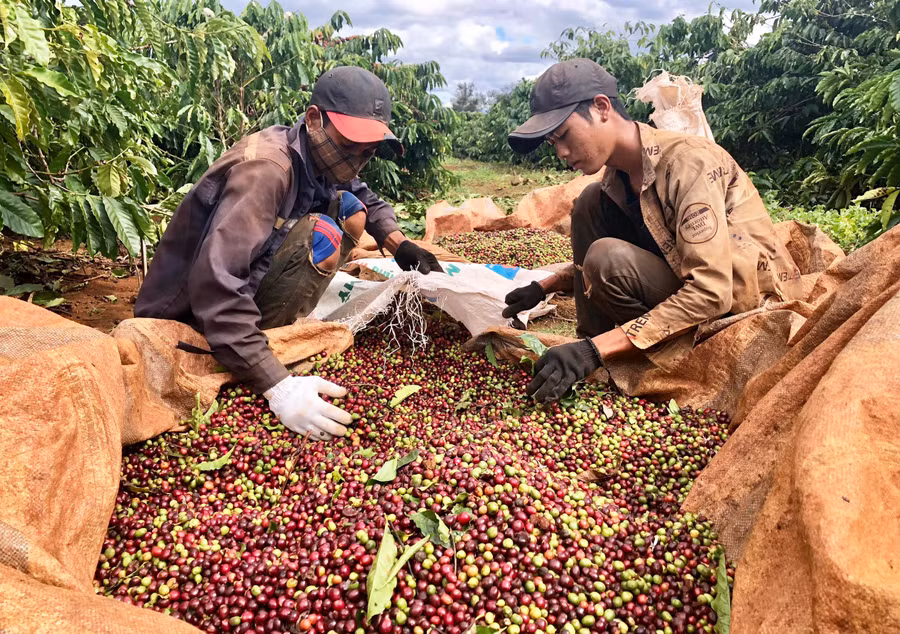 Người dân huyện Đức Cơ thu hoạch cà phê. Ảnh: Lê Nam Người dân huyện Đức Cơ thu hoạch cà phê. Ảnh: Lê Nam