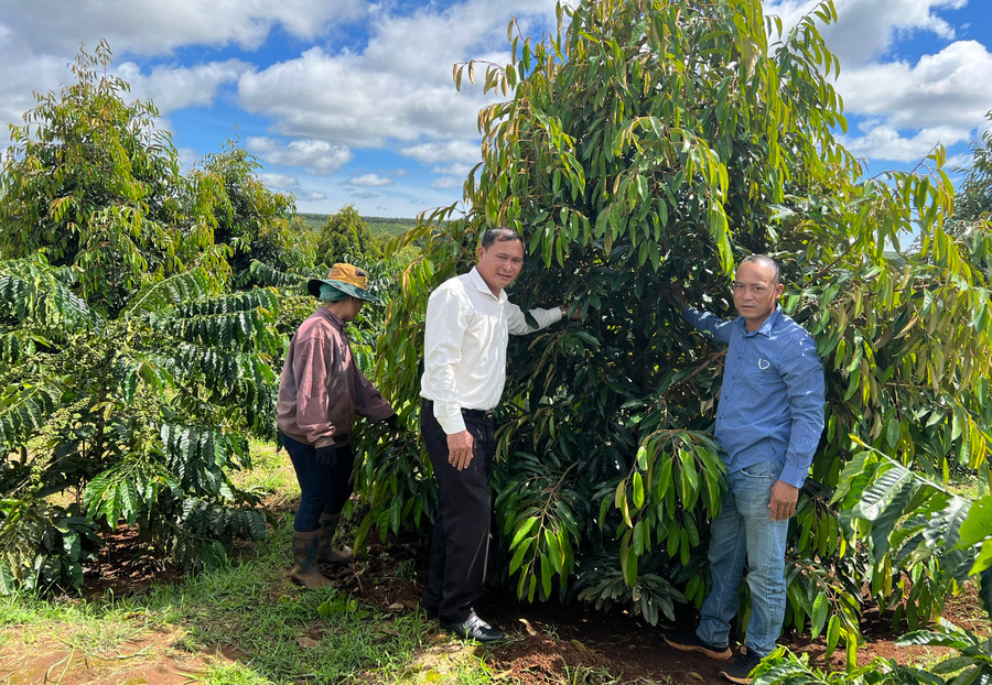 Mô hình trồng xen cây sầu riêng trong vườn cà phê của gia đình ông Ngọ Cao Quý (làng O Pếch) được nhiều người dân đến tham quan, học hỏi kinh nghiệm. Ảnh: Đinh Yến