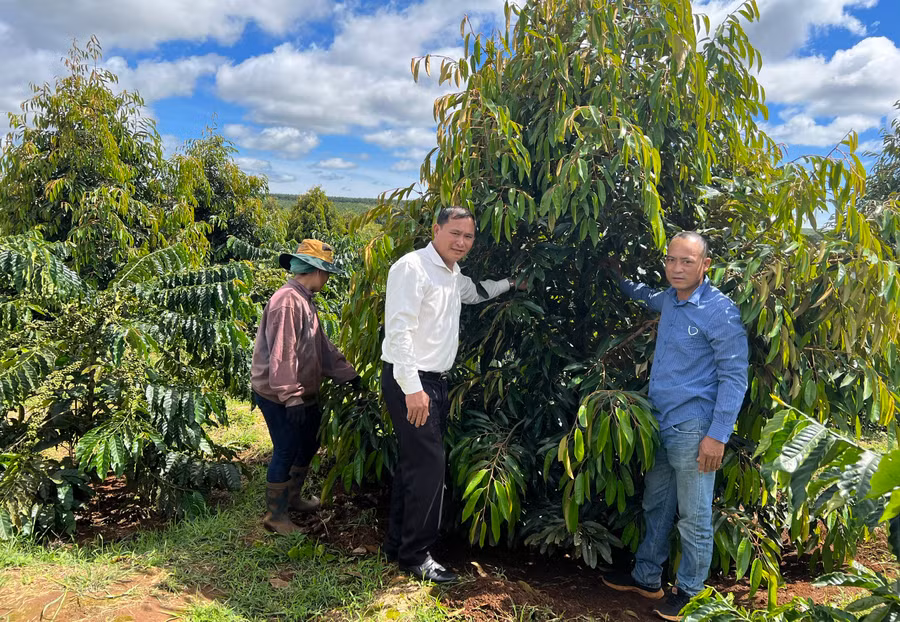 Mô hình trồng xen cây sầu riêng trong vườn cà phê của gia đình ông Ngọ Cao Quý (làng O Pếch) được nhiều người dân đến tham quan, học hỏi kinh nghiệm. Ảnh: Đinh Yến