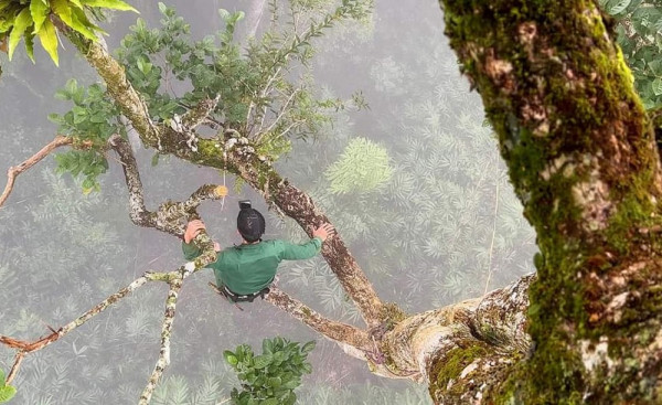 Đinh Văn Dinh treo mình trên tầng cây cao cạnh giò lan rừng. Đinh Văn Dinh treo mình trên tầng cây cao cạnh giò lan rừng.