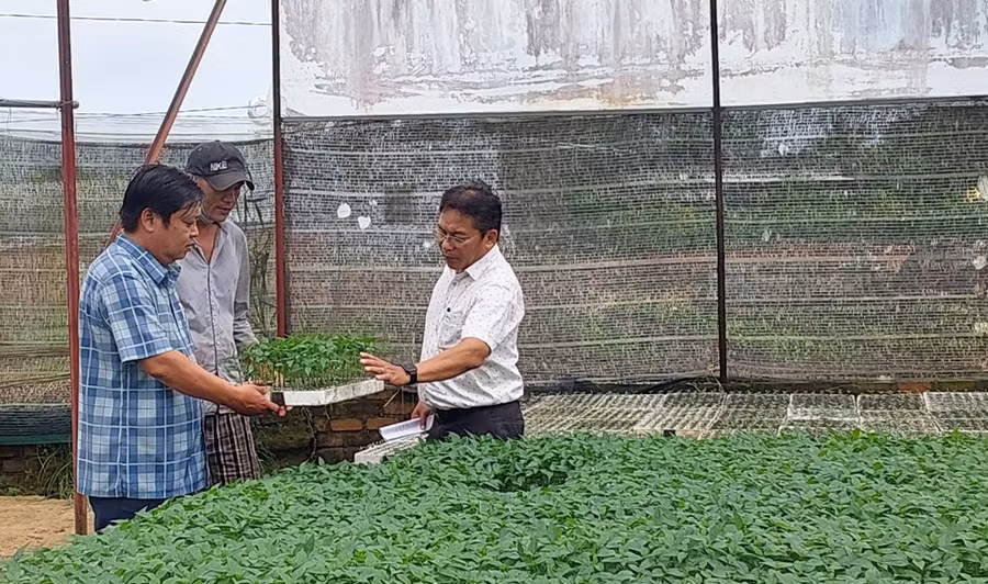 Nông dân Đak Pơ đầu tư nhà lồng sản xuất rau giống. Ảnh: N.D