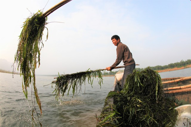 Người dân làng Thanh Châu đi vớt rong từ rừng tông để nuôi cá lồng Người dân làng Thanh Châu đi vớt rong từ rừng tông để nuôi cá lồng