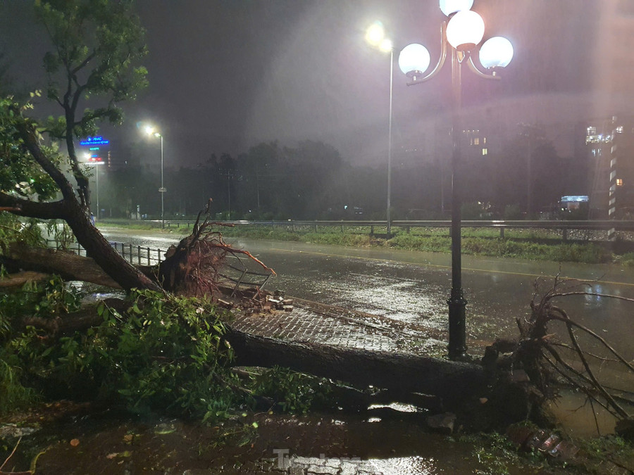 Một đoạn hàng rào của công viên ở mặt đường Lê Duẩn đã bị hư hỏng hoàn toàn, do nhiều cây cổ thụ cùng đổ đè lên.