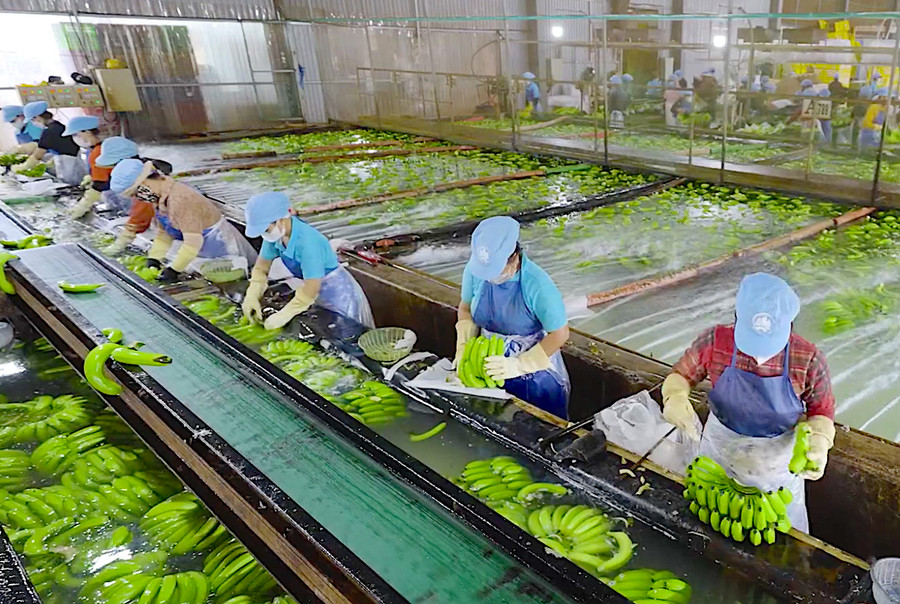 Gia Lai đang tiếp tục thu hút các dự án nông nghiệp công nghệ cao. Ảnh: Hà Duy Gia Lai đang tiếp tục thu hút các dự án nông nghiệp công nghệ cao. Ảnh: Hà Duy