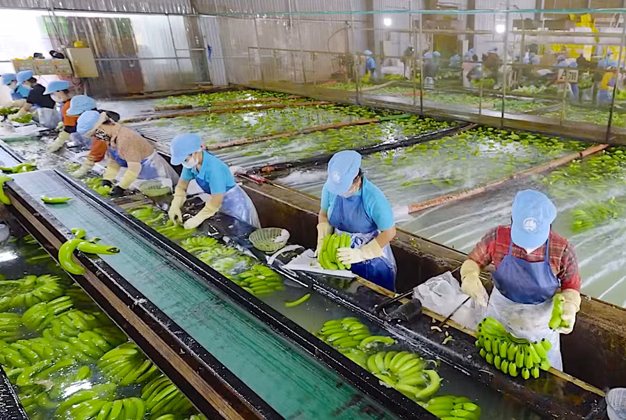 Gia Lai đang tiếp tục thu hút các dự án nông nghiệp công nghệ cao. Ảnh: Hà Duy