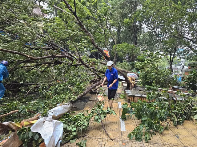 Sau bão hàng loạt cây xanh bị bão quật đổ