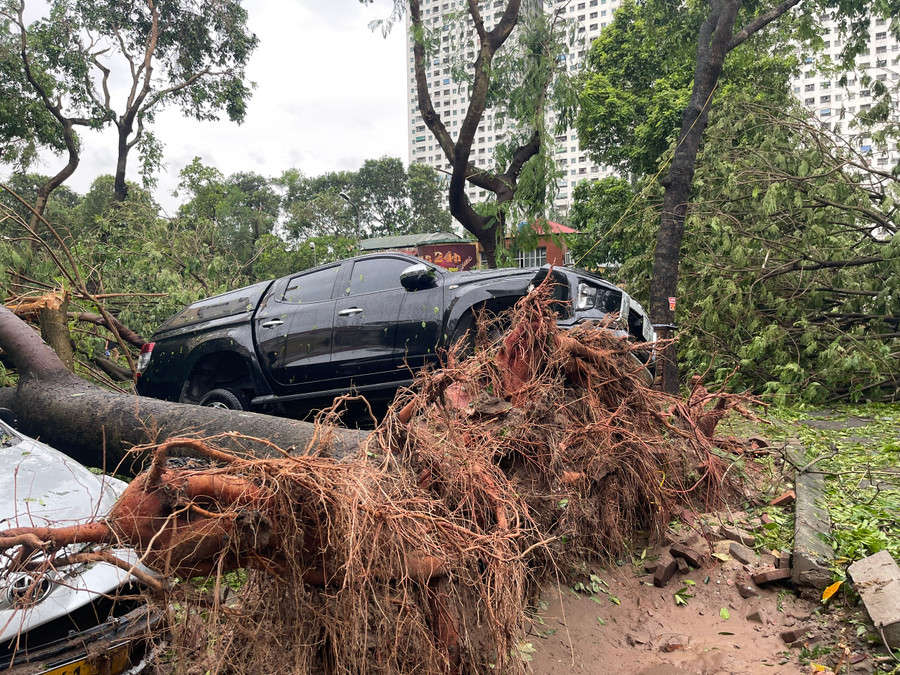 Một chiếc xe bán tải bị hất tung lên cao khi gốc cây cổ thụ bị gió bão làm bật gốc Một chiếc xe bán tải bị hất tung lên cao khi gốc cây cổ thụ bị gió bão làm bật gốc