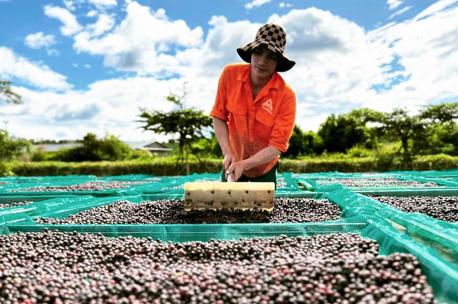 Sản xuất cà phê chất lượng cao sẽ gia tăng giá trị cho sản phẩm 1,5-2 lần so với cách chế biến thông thường. Ảnh: V.T Sản xuất cà phê chất lượng cao sẽ gia tăng giá trị cho sản phẩm 1,5-2 lần so với cách chế biến thông thường. Ảnh: V.T