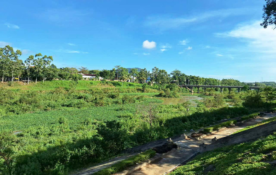 Lòng sông Ba đoạn qua thị xã An Khê rau muống và cây cỏ phủ kín. Ảnh: Ngọc Tú Lòng sông Ba đoạn qua thị xã An Khê rau muống và cây cỏ phủ kín. Ảnh: Ngọc Tú