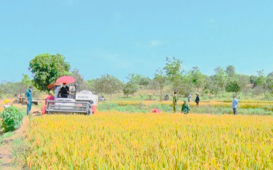 Huyện Chư Prông đã triển khai nhiều mô hình, dự án giúp người dân trồng lúa nước hiệu quả. Ảnh: N.H Huyện Chư Prông đã triển khai nhiều mô hình, dự án giúp người dân trồng lúa nước hiệu quả. Ảnh: N.H