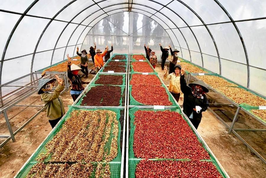 Một trong những quy trình chế biến cà phê chất lượng cao tại Công ty TNHH Sản xuất và Dịch vụ Tam Ba. Ảnh: ĐVCC Một trong những quy trình chế biến cà phê chất lượng cao tại Công ty TNHH Sản xuất và Dịch vụ Tam Ba. Ảnh: ĐVCC