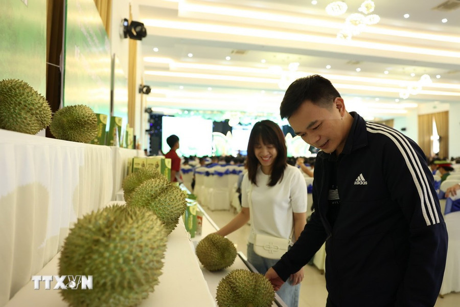 Đại biểu các tỉnh tìm hiểu về sầu riêng Đắk Lắk. (Ảnh: Tuấn Anh/TTXVN) Đại biểu các tỉnh tìm hiểu về sầu riêng Đắk Lắk. (Ảnh: Tuấn Anh/TTXVN)