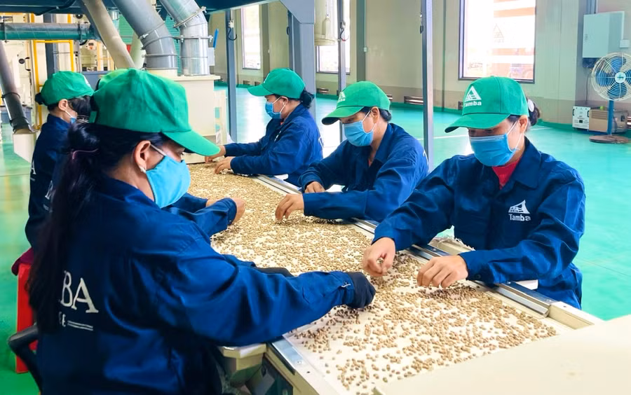 Hiện nay, nhiều doanh nghiệp đã đầu tư máy móc hiện đại để chế biến cà phê. Ảnh: V.T