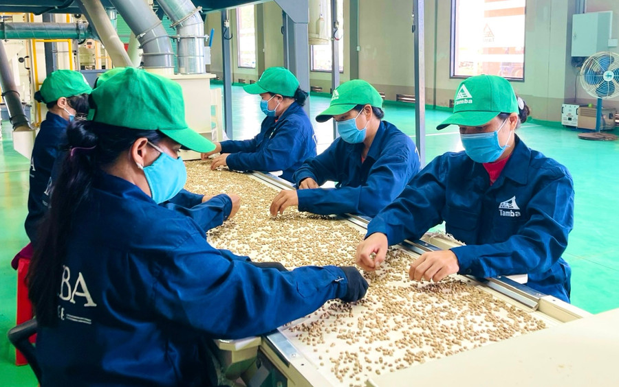 Hiện nay, nhiều doanh nghiệp đã đầu tư máy móc hiện đại để chế biến cà phê. Ảnh: V.T Hiện nay, nhiều doanh nghiệp đã đầu tư máy móc hiện đại để chế biến cà phê. Ảnh: V.T