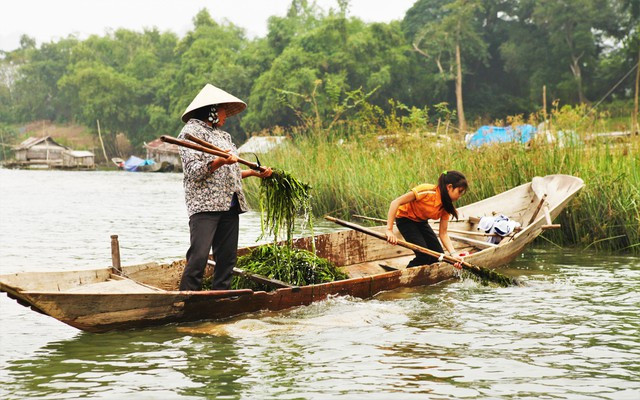 Người dân vớt rong trên sông Gianh Người dân vớt rong trên sông Gianh