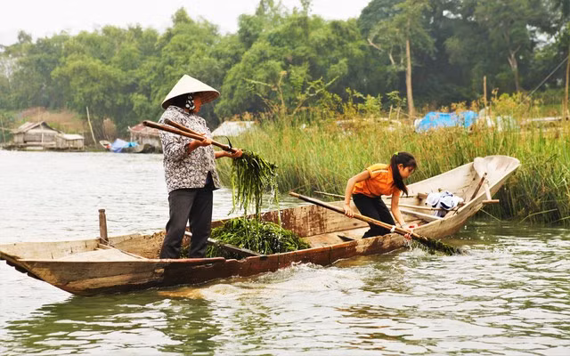 Người dân vớt rong trên sông Gianh