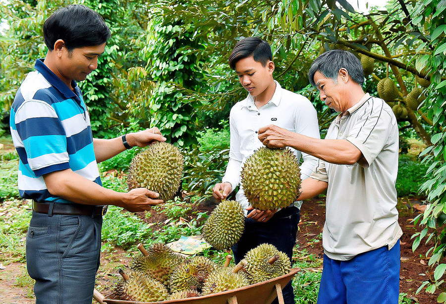 Bà con nông dân đã biết áp dụng kỹ thuật sản xuất vào chăm sóc sầu riêng, nhờ đó năng suất đạt cao, chất lượng quả được thị trường ưa chuộng. Ảnh: Đ.T