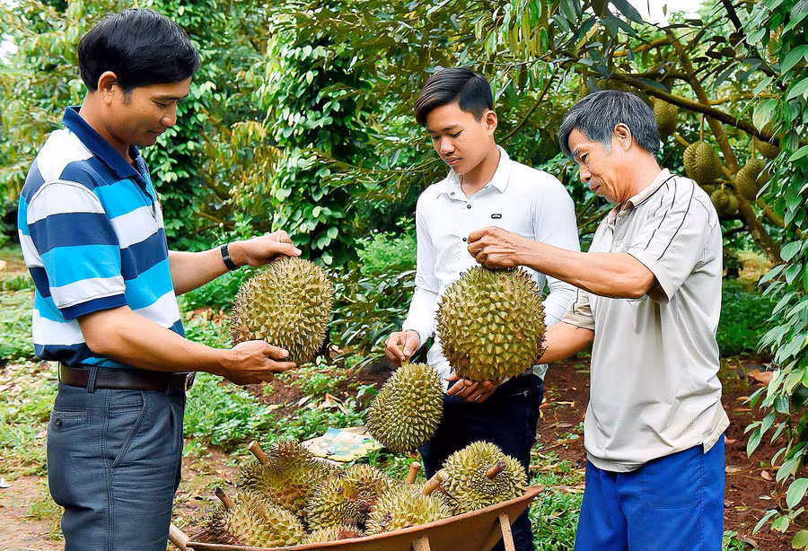 Bà con nông dân đã biết áp dụng kỹ thuật sản xuất vào chăm sóc sầu riêng, nhờ đó năng suất đạt cao, chất lượng quả được thị trường ưa chuộng. Ảnh: Đ.T