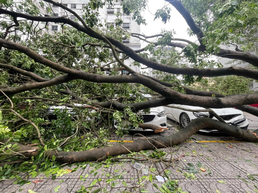Ở một góc khác trên phố Đạm Phương, cây đổ đè trúng 5 chiếc xe đậu dưới sân chung cư Ở một góc khác trên phố Đạm Phương, cây đổ đè trúng 5 chiếc xe đậu dưới sân chung cư