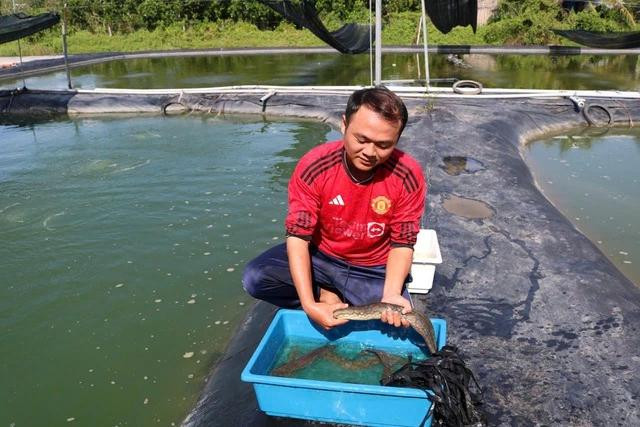 Anh Tuấn thu hoạch cá chạch lấu bán cho thương lái