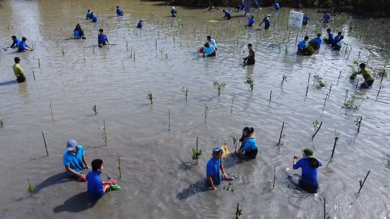 Trong những năm qua Cà Mau đã trồng hàng trăm nghìn cây mắm ven biển. Trong những năm qua Cà Mau đã trồng hàng trăm nghìn cây mắm ven biển.