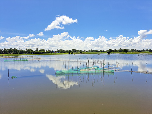 Cánh đồng in bóng trời xanh mây trắng.