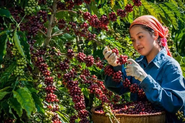 Ảnh minh hoạ: Internet Ảnh minh hoạ: Internet