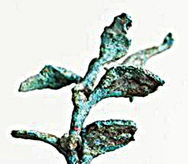 Cây bằng đồng có chim đậu