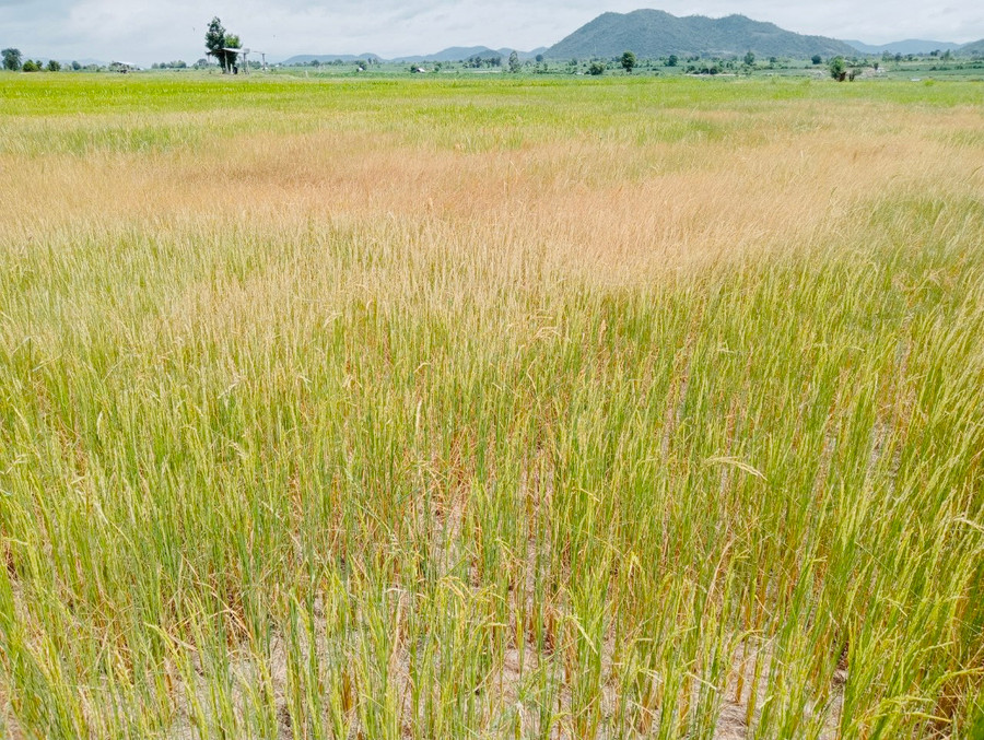 5,6 ha lúa vụ mùa của người dân xã Chư Ngọc bị cháy khô vì nắng hạn. Ảnh: Vũ Chi