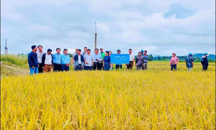 Trung tâm Dịch vụ nông nghiệp huyện Đak Pơ tiến hành Hội thảo đầu bờ giống lúa BĐR27. Ảnh: N.D Trung tâm Dịch vụ nông nghiệp huyện Đak Pơ tiến hành Hội thảo đầu bờ giống lúa BĐR27. Ảnh: N.D
