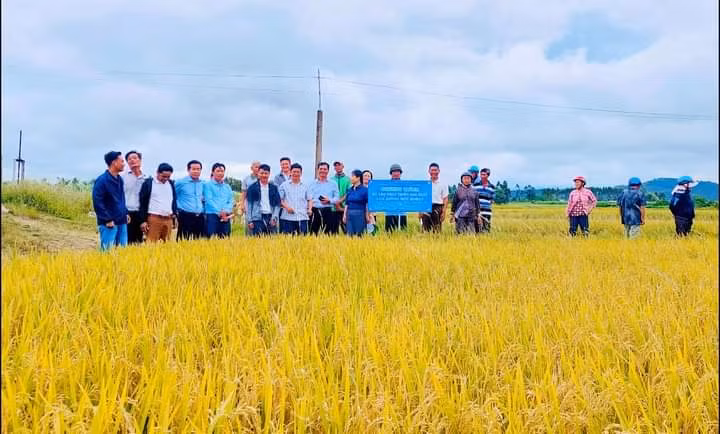 Trung tâm Dịch vụ nông nghiệp huyện Đak Pơ tiến hành Hội thảo đầu bờ giống lúa BĐR27. Ảnh: N.D