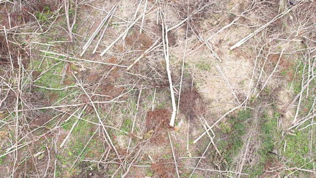 Hàng loạt thân gỗ bằng lăng (nhóm III) bị cưa hạ ngổn ngang.