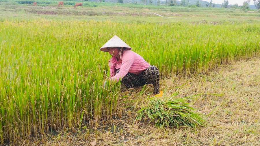 Bà Ksor H’Păc (buôn Blang, xã Chư Ngọc) cắt bỏ diện tích lúa bị cháy khô. Ảnh: V.C