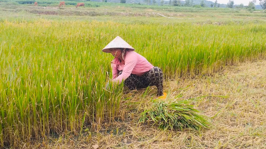 Bà Ksor H’Păc (buôn Blang, xã Chư Ngọc) cắt bỏ diện tích lúa bị cháy khô. Ảnh: V.C