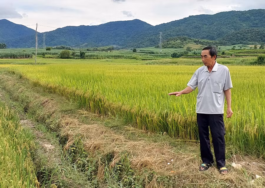 Cây lúa BĐR27 phát triển tốt trên cánh đồng xã Hà Tam. Ảnh: N.D