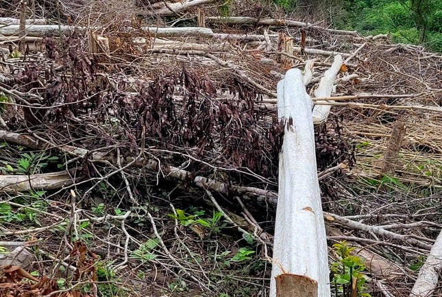 Thân gỗ lớn bị cưa làm nhiều phần tại khoảnh rừng.