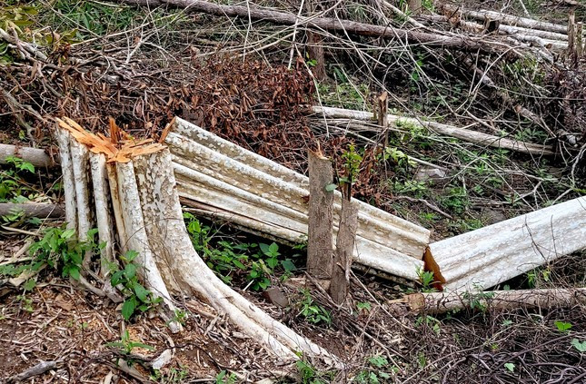 Thân gỗ lớn bị cưa làm nhiều phần tại khoảnh rừng.