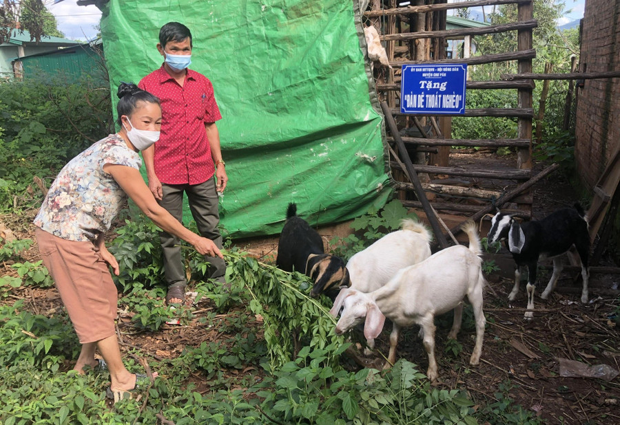 Mô hình “Đàn dê thoát nghèo” do Ủy ban MTTQ Việt Nam huyện Chư Păh triển khai tại xã Ia Khươl. Ảnh: Phương Dung
