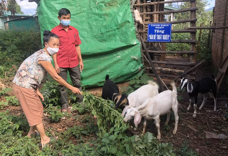 Mô hình “Đàn dê thoát nghèo” do Ủy ban MTTQ Việt Nam huyện Chư Păh triển khai tại xã Ia Khươl. Ảnh: Phương Dung