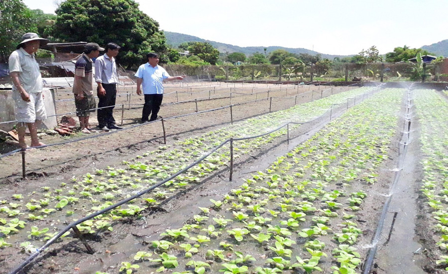 Người dân huyện Đak Pơ sản xuất rau xanh các loại. Ảnh: Lê Nam Người dân huyện Đak Pơ sản xuất rau xanh các loại. Ảnh: Lê Nam