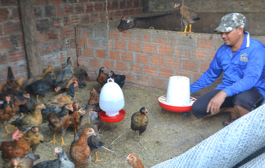 Lứa gà ta lai chọi thả vườn hơn 80 ngày tuổi của gia đình chị Puih H’ Ani, ở làng Blang 1, xã Ia Dêr, huyện Ia Grai. Ảnh: Hoàng Cư Lứa gà ta lai chọi thả vườn hơn 80 ngày tuổi của gia đình chị Puih H’ Ani, ở làng Blang 1, xã Ia Dêr, huyện Ia Grai. Ảnh: Hoàng Cư